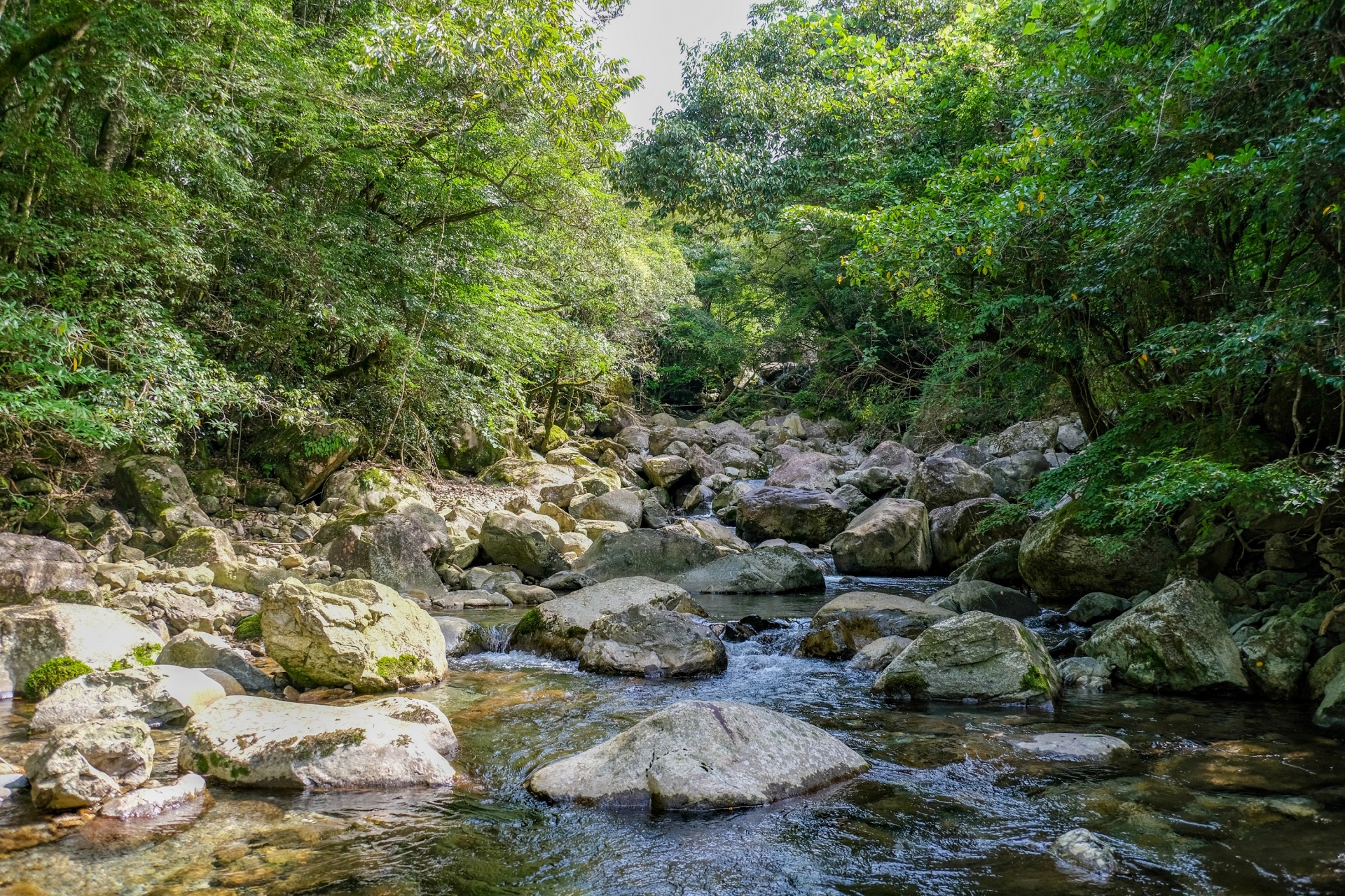 耳川流域における森林管理を行っています