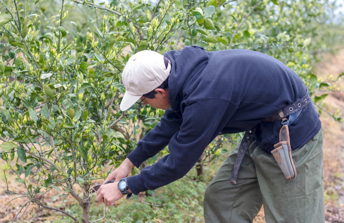 チームでみかんの栽培に取り組みます